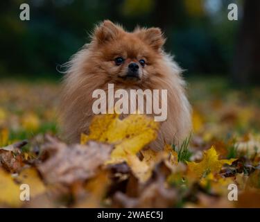 An adorable pomeranian dog with long fur sitting outdoors in a pile of autumn leaves Stock Photo
