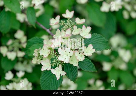 Viburnum plicatum tomentosum Pink Beauty, Japanese snowball bush, white, toothed lacecap-like flowers maturing to pink, late spring Stock Photo