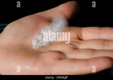 woman's hand with white bird feather with dewdrops isolated on black background Stock Photo