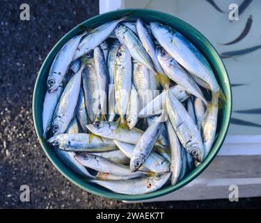 Fresh bucket of sardines from the Bosphorus, on Galata Bridge. Stock Photo