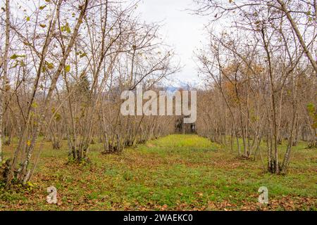 A pathway in a green autumn park on a cloudy day Stock Photo