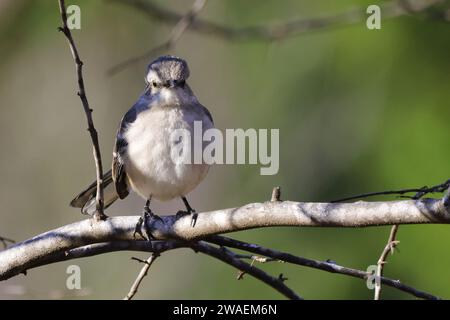 A small dove perched on a barren tree branch, its gray and white feathers contrasting the brown and beige bark Stock Photo