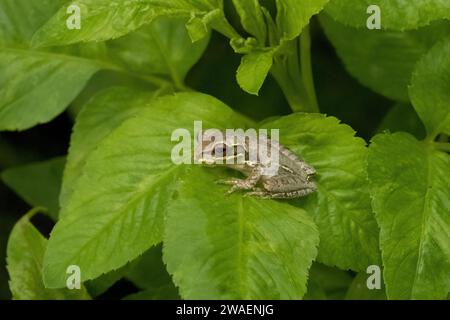 A small green frog perched atop a lush, leafy plant in Fort Pierce, Florida Stock Photo