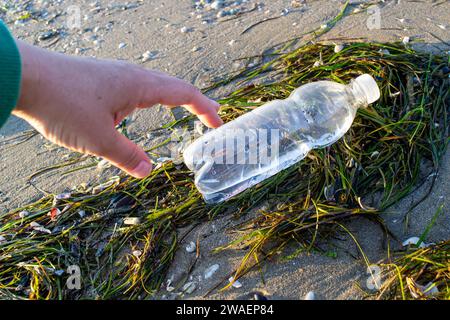 Plastic bottle among discarded green algae on the seashore Stock Photo