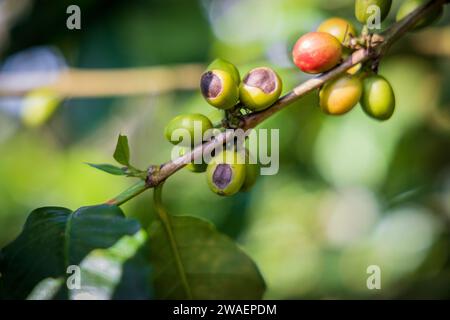 A close-up of a cluster of sick coffee beans growing on a vine in the warm sunlight. Stock Photo