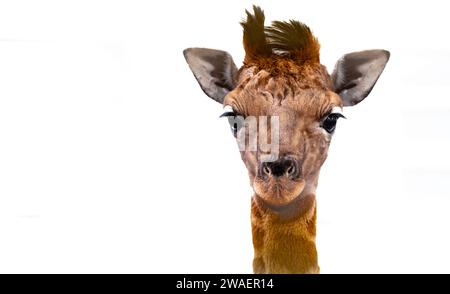 A portrait of a giraffe calf isolated on a white background Stock Photo