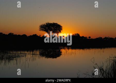 Trees silhouetted against the fiery African sunset's breathtaking golden canvas. Stock Photo