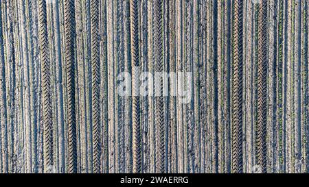 Top view of a field with tractor tracks and plants Stock Photo