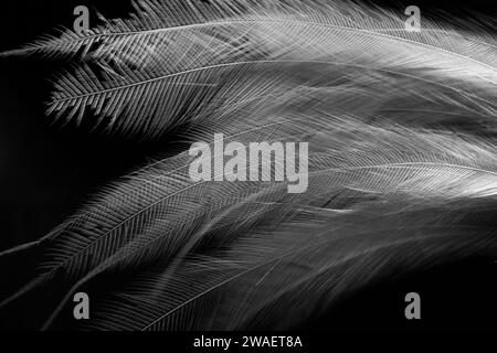 Elegant black and white close-up of delicate bird of paradise feathers with intricate details and soft texture on a dark background. Stock Photo