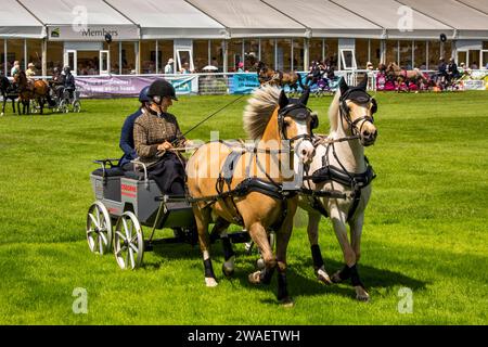 UK, England, Worcestershire, Malvern Wells, Royal 3 Counties Show, Main Arena, ponies pulling small carriage in Double Harness Surrey competition Stock Photo