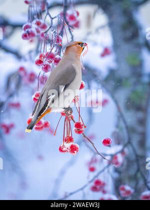 A bohemian waxwing comes in large flocks and clears the trees of all berries in Sweden Stock Photo