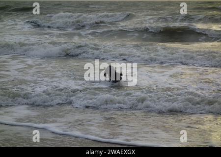 A white dog running and jumping through a majestic beach landscape with crashing waves Stock Photo
