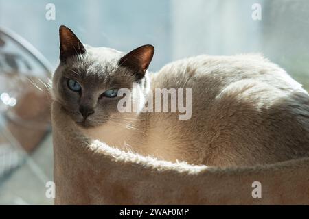 Portrait of a Tonkinese breed blue point Burmese and Siamese mix adult cat with classic dark face and deep blue eyes. Stock Photo