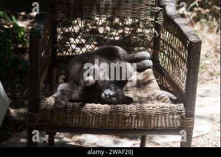 Russian blue grey cat lying on its back in sunshine and stretching its body playfully across an old, weathered, wicker chair. Stock Photo