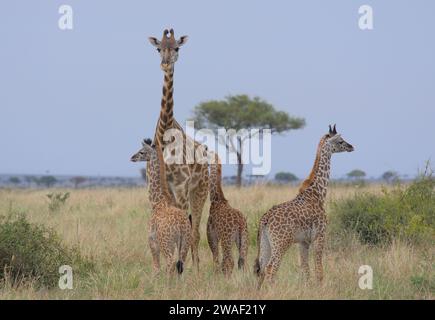 mother masai giraffe standing alert and watching over a tower of three baby giraffes in the wild Masai Mara, Kenya Stock Photo