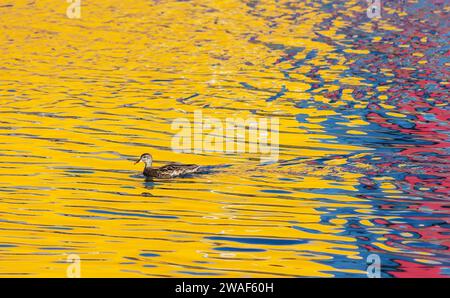 Abstract water blurred background with waves, sunny glares, yellow, blue and red reflection. A wild duck floating on the surface of a pond. Stock Photo