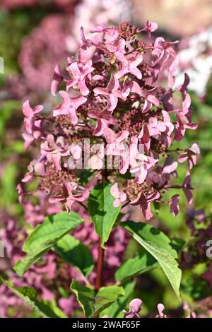 Hydrangea paniculata 'Wim's Red Stock Photo - Alamy