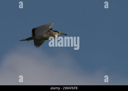 A Black-crowned Night-heron in mid-flight against a picturesque backdrop of sunlit clouds in a pristine blue sky Stock Photo