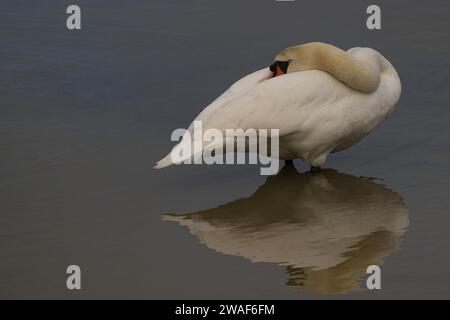 A mute swan is standing still in a tranquil body of water, surrounded by lush vegetation Stock Photo