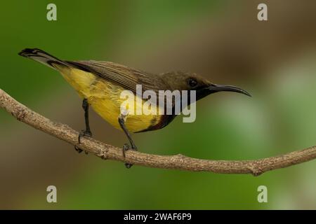 An Olive-Backed Sunbird perched on a branch is captured in a close-up shot Stock Photo