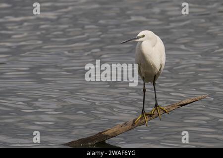 A little egret perched on a branch in a tranquil body of water, creating gentle ripples on its surface Stock Photo