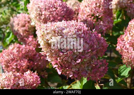 Hydrangea paniculata Phantom growing in UK garden September Stock Photo