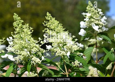 Hydrangea paniculata Pink Cloud growing in UK garden September Stock Photo