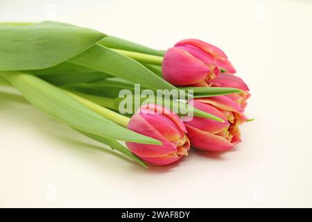 Bouquet of fresh pink tulips close-up. Stock Photo