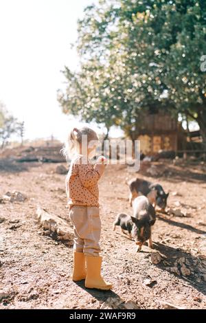 Little girl with an apple in her hand stands near fluffy small pigs grazing in the park Stock Photo