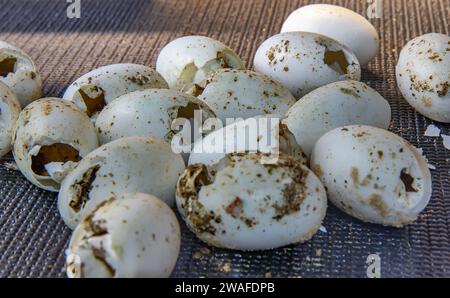 Group of empty egg shells of Nile crocodile in the water aquarium in Lausanne Stock Photo
