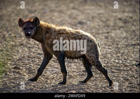 Spotted Hyaena ( Crocuta crocuta ) Kgalagadi Transfrontier  Park, South Africa Stock Photo