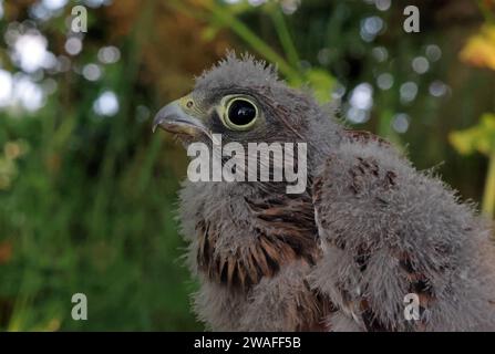 Common Kestrel (Falco tinnunculus tinnunculus) close-up of head of chick  Eccles-on-Sea, Norfolk, UK.     June Stock Photo