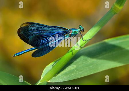 Male Beautiful Demoiselle (Calopteryx virgo) on a plant stem Stock Photo