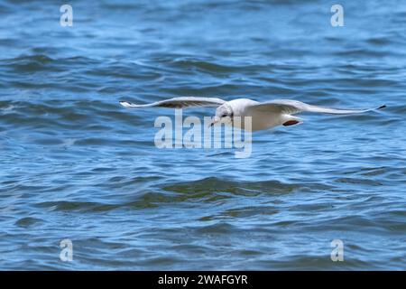 Black-headed gull (Chroicocephalus ridibundus) flying with outstretched wings over blue water Stock Photo