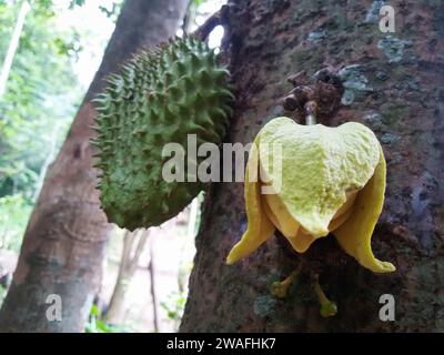 A ripe, yellow banana is seen suspended from the trunk of a tall tree in a lush forest Stock Photo
