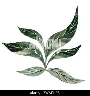 Green tropical leaves watercolor texture in beautiful style on white background. Drawings in muted tones. Drawing for the design of souvenirs, postcar Stock Photo