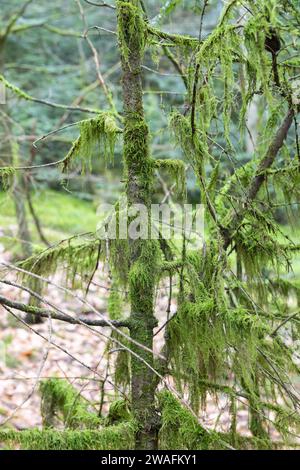 Tranquil Forest Scene with Delicate Moss Blanketing the Trees Stock Photo