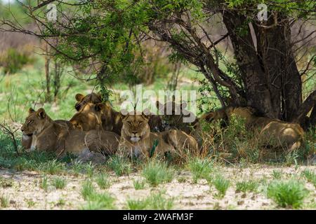 A majestic group of lions lounging in the shade of a tree in a lush grassy field Stock Photo