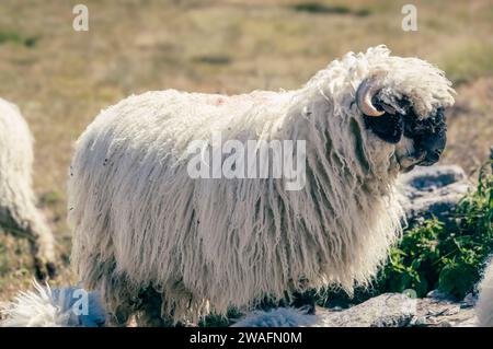 A cute sheep with black face in the Swiss Alps Stock Photo - Alamy
