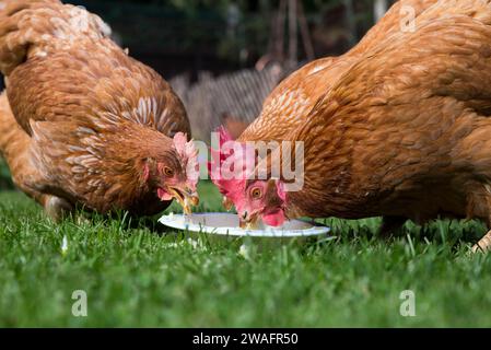 Rescue hens eating food in the sun Stock Photo