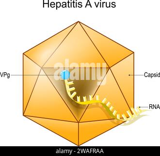 Structure of Hepatitis D virus. Virion anatomy. Infectious disease of ...