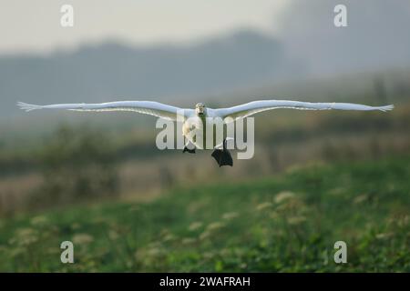 Whooper swan Cygnus cygnus, in flight, head on, low level, coming in to land. Stock Photo