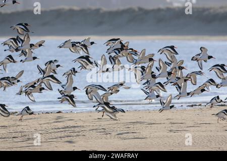 Eurasian oystercatcher Haematopus ostralegus, flock in flight over the seashore, Cleveland, England, UK, February. Stock Photo