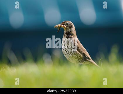 Song thrush Turdus philomelos, with beakful of invertibrates to feed chicks, standing in grass verge at edge of car park. Stock Photo