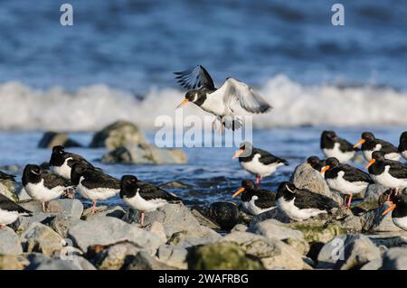 Eurasian oystercatcher Haematopus ostralegus, high tide roost on rocky shoreline with a bird coming into land, Cleveland, England, UK, January. Stock Photo