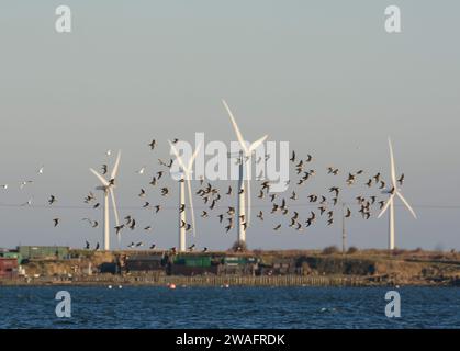 Dunlin Calidris alpina, flock in flight at high tide with wind turbines as a backdrop, Cleveland, England, UK, January. Stock Photo