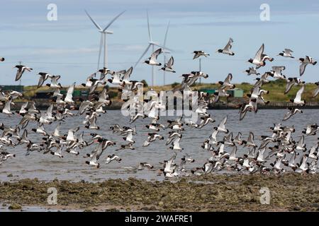 Eurasian oystercatcher Haematopus ostralegus, large flock in flight over a rocky shoreline with an incoming tide, wind turbines on the horizon, Clevel Stock Photo