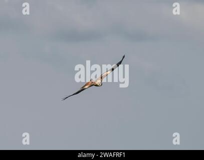 Red kite Milvus milvus, in flight, soaring, Scotland. Stock Photo