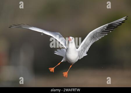 Black-headed Gull - Larus ridibundus Stock Photo