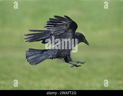 Carrion Crow - Corvus corone corone Stock Photo